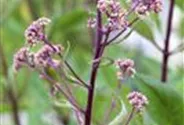 Fiederblättriges Schaublatt