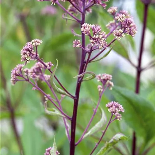 Fiederblättriges Schaublatt Fiederblättriges Schaublatt