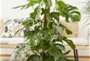 Monstera