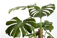 Monstera