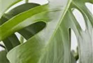 Monstera