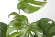 Monstera