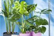 Monstera