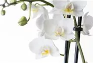 Orchidee weiß