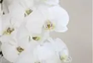 Orchidee weiß