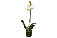 Orchidee weiß