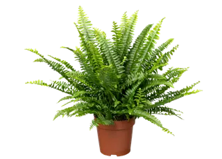 Nephrolepis exaltata 'Green Lady'