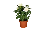 Topfrose