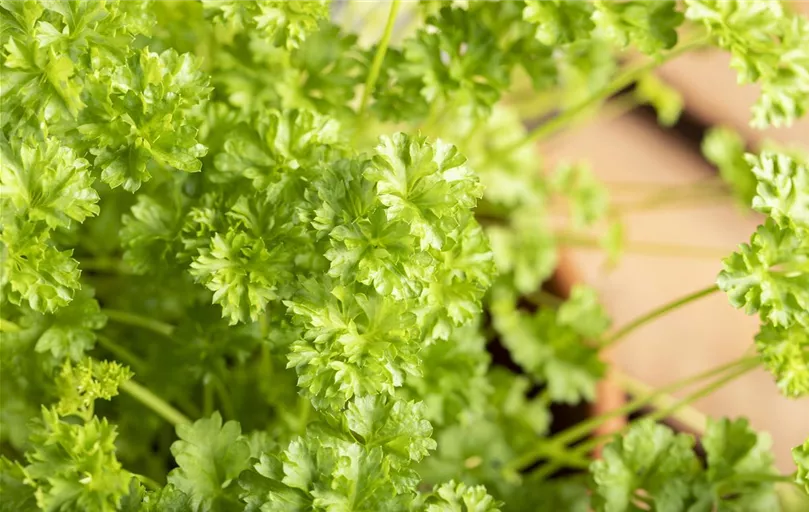 Petroselinum crispum Petroselinum crispum