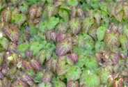 Frohnleiten-Garten-Elfenblume 'Frohnleiten'