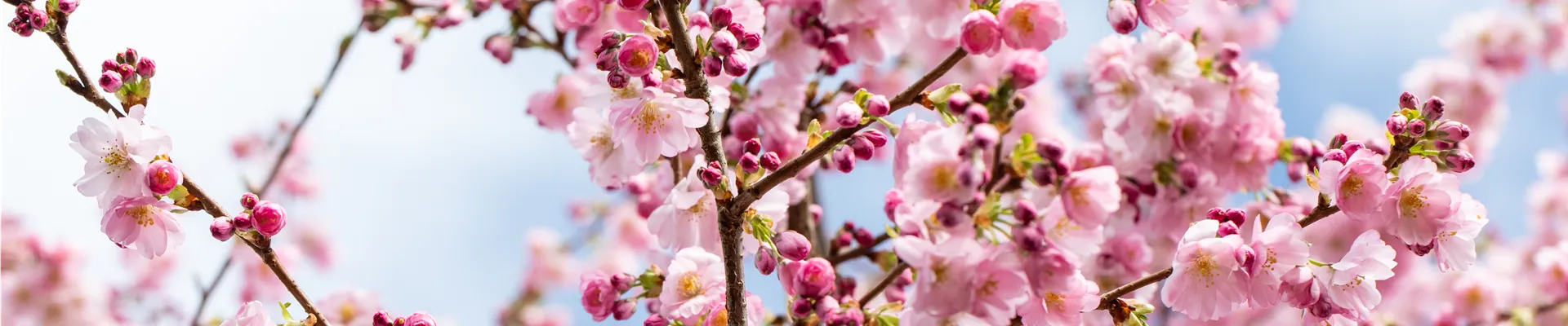 Prunus subhirtella 'Accolade'