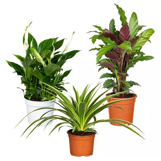 Zimmerpflanzen Set 'Homeofficeplants' Zimmerpflanzen Set 'Homeofficeplants'