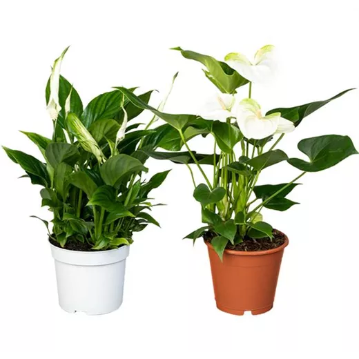 Zimmerpflanzen Set 'White Wonder' Zimmerpflanzen Set 'White Wonder'