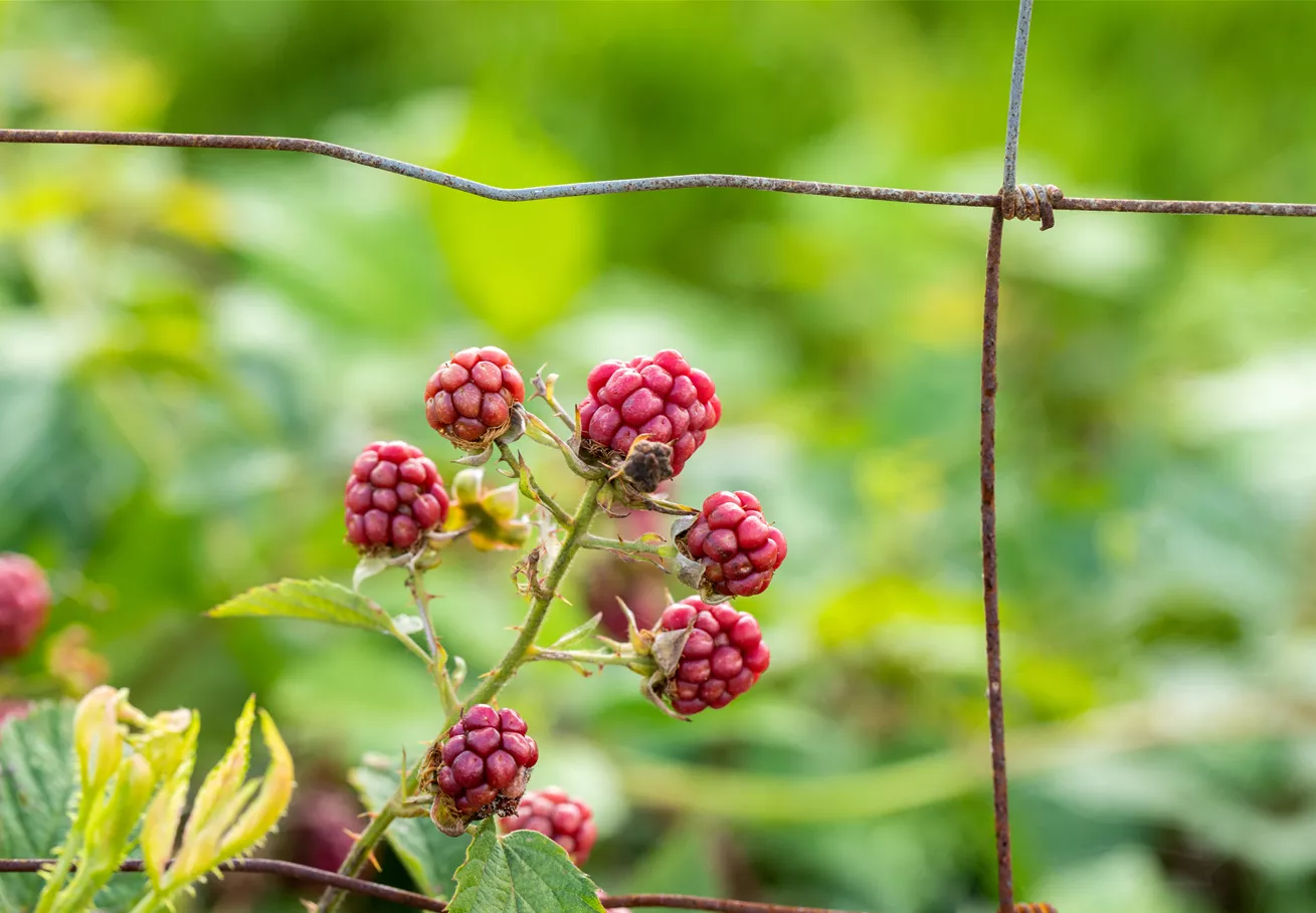 Rubus fruticosus Rubus fruticosus