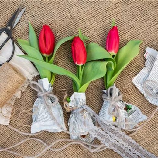 Die schönsten frühblühenden Blumenzwiebeln Die schönsten frühblühenden Blumenzwiebeln
