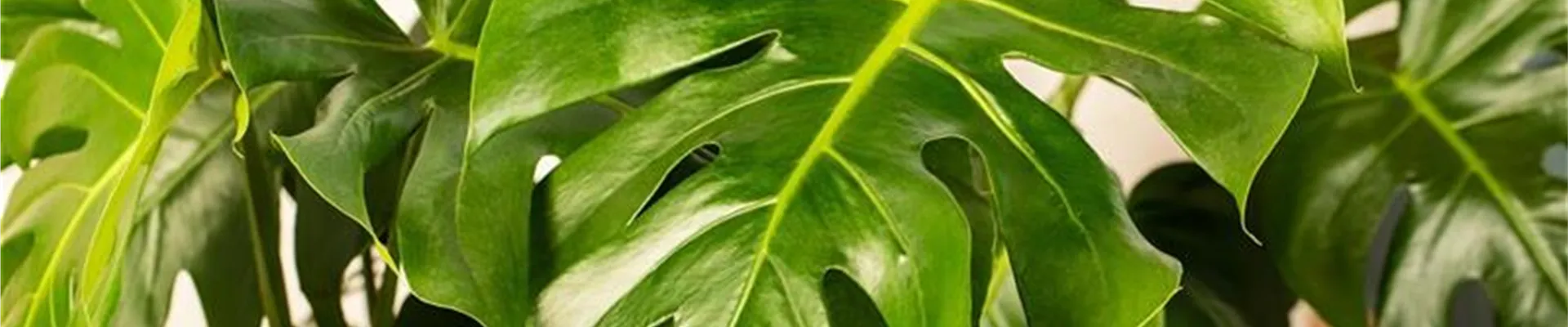 Monstera deliciosa
