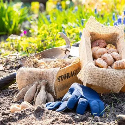 Sommerblühende Blumenzwiebeln einpflanzen Sommerblühende Blumenzwiebeln einpflanzen