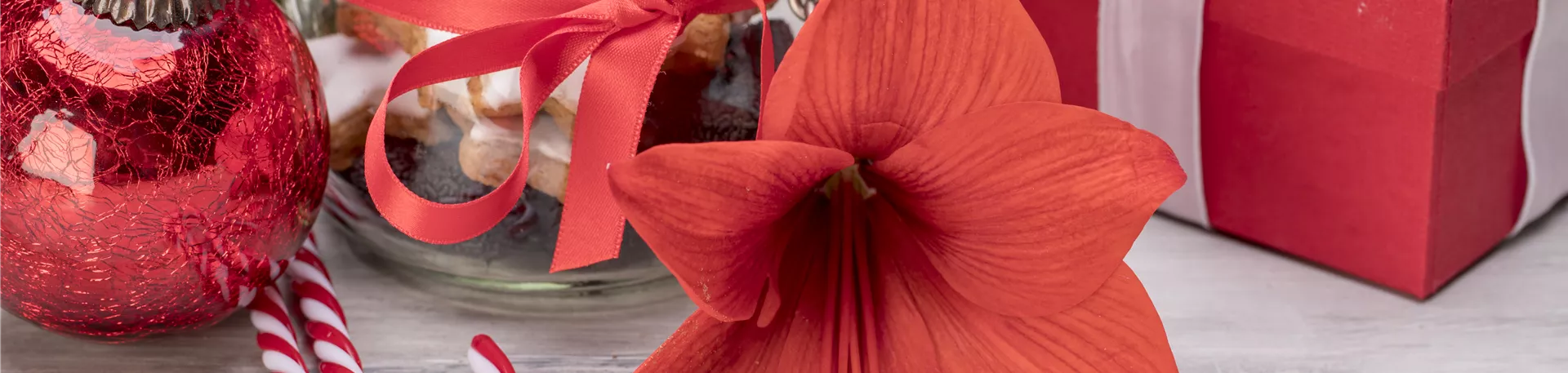 Weihnachtliche Dekoration mit Amaryllis Weihnachtliche Dekoration mit Amaryllis