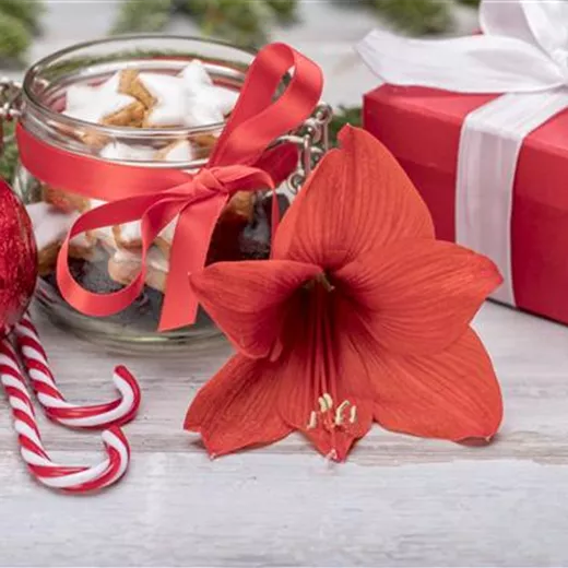 Blumenzwiebeln zu Weihnachten Blumenzwiebeln zu Weihnachten