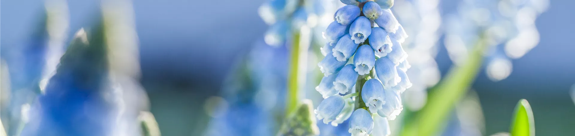 Muscari armeniacum Muscari armeniacum