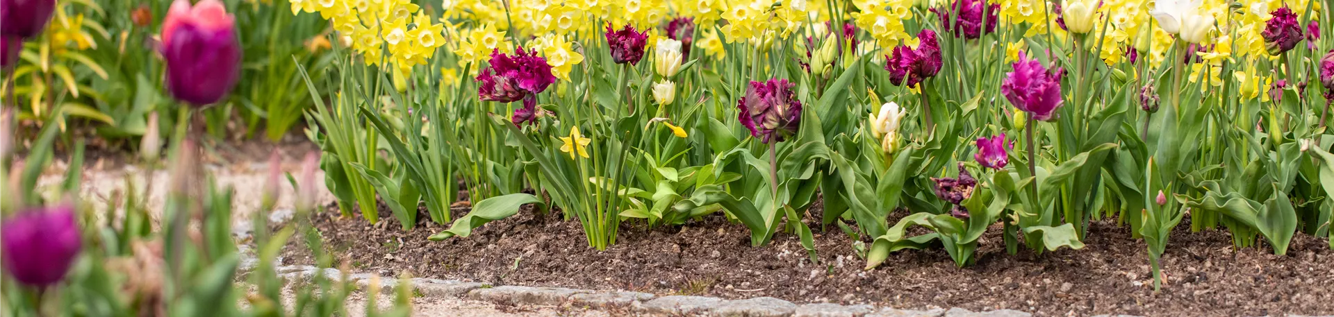 Beet mit Tulpen und Narzissen Beet mit Tulpen und Narzissen