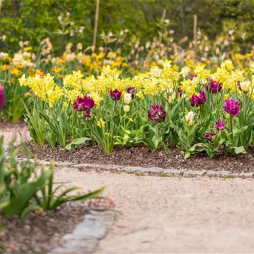 Farbenfroher Blumenzwiebel-Mix Farbenfroher Blumenzwiebel-Mix