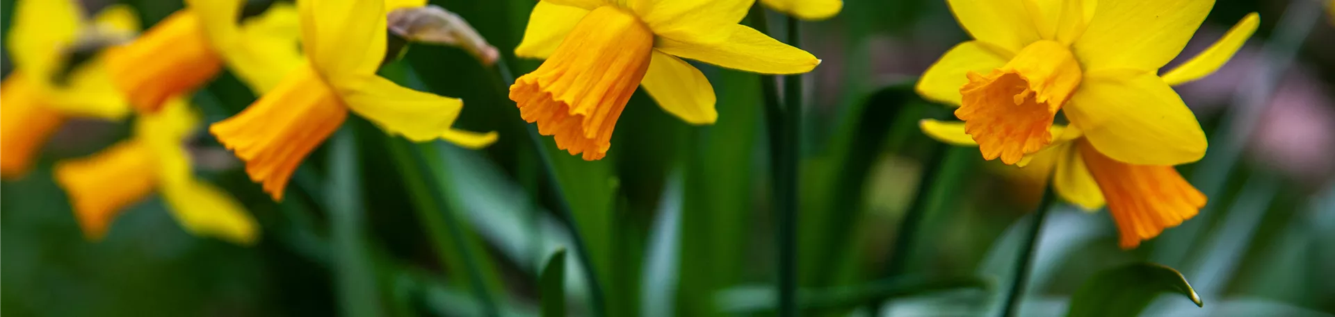 Narcissus pseudonarcissus Narcissus pseudonarcissus