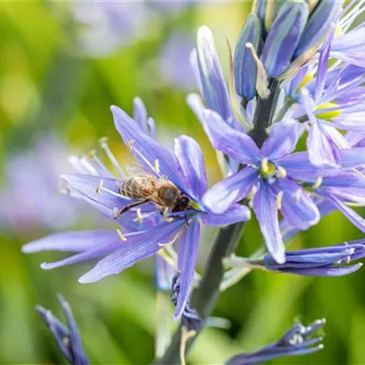 Blumenzwiebel-Raritäten Blumenzwiebel-Raritäten