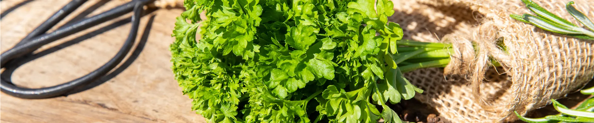 Bund Petersilie im Ambiente