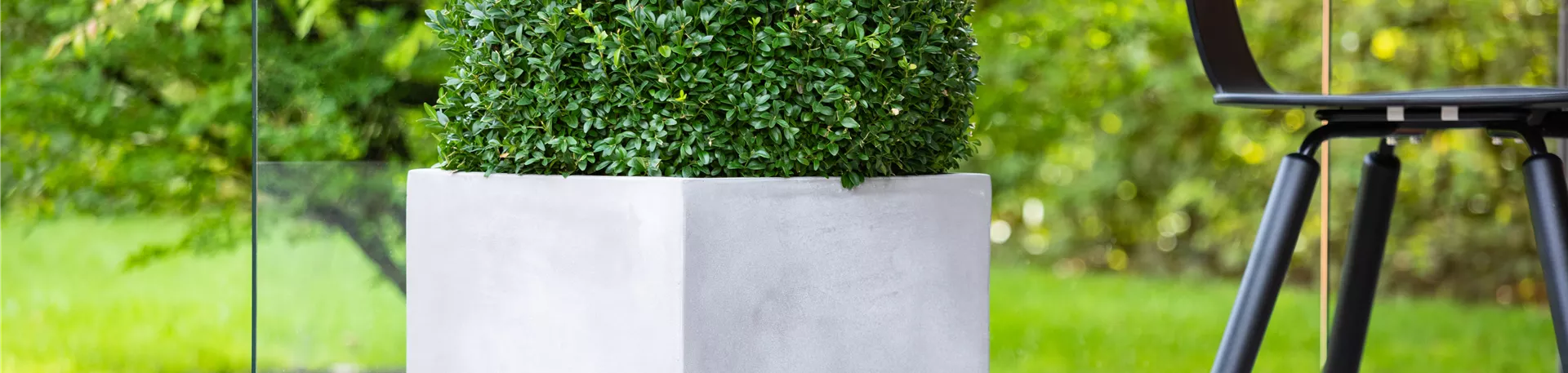 Buxus in Betonoptik-Pflanzkübel Buxus in Betonoptik-Pflanzkübel