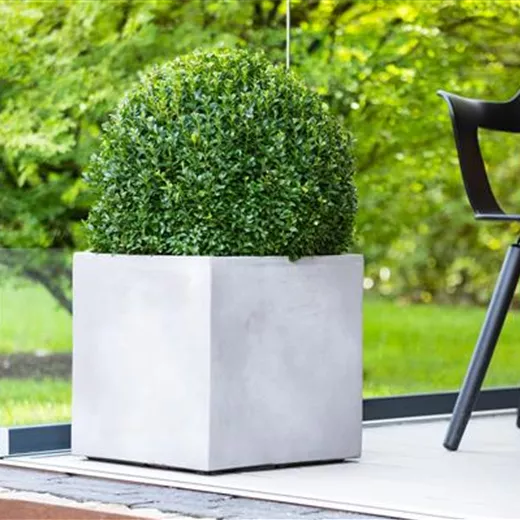 Moderne Pflanzkübel in Beton-Optik Moderne Pflanzkübel in Beton-Optik