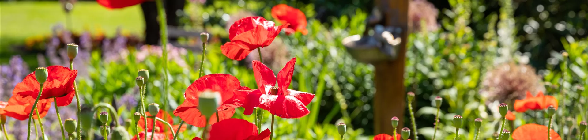 Papaver rhoeas, rot Papaver rhoeas, rot