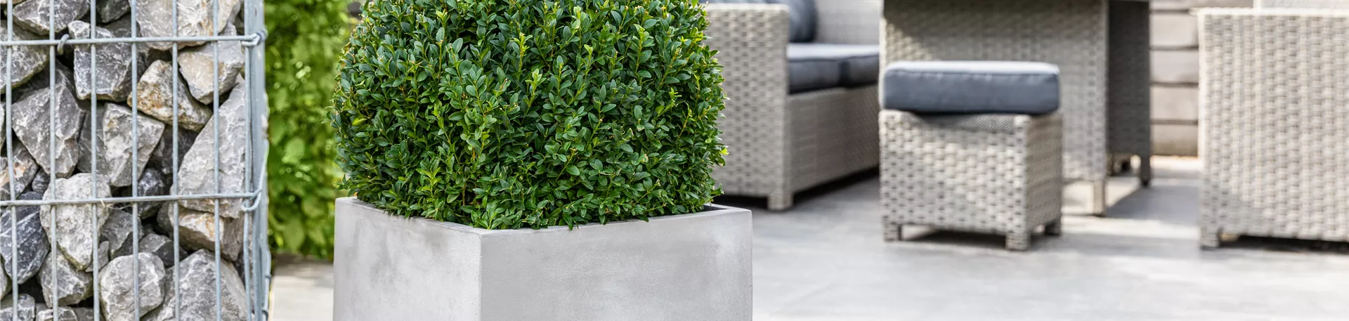 Buxus in Betonoptik Pflanzkübel Buxus in Betonoptik Pflanzkübel