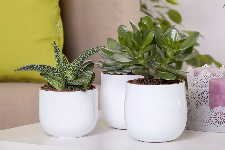 Aloe 'Magic' gnstig online kaufen | Florado.de
