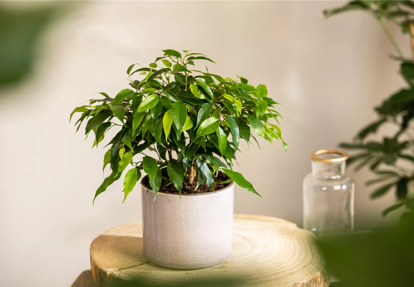 Ficus benjamina 'Green Kinky' Ficus benjamina 'Green Kinky'