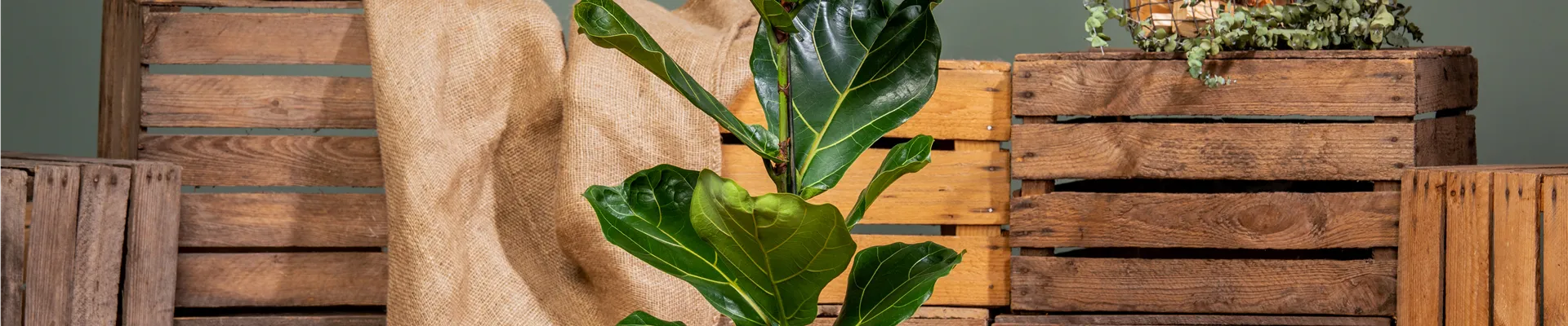Ficus lyrata