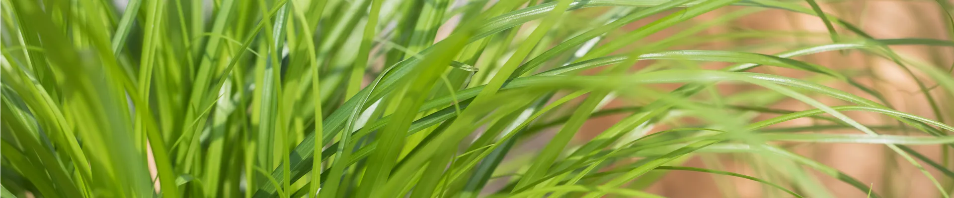 Cyperus zumula