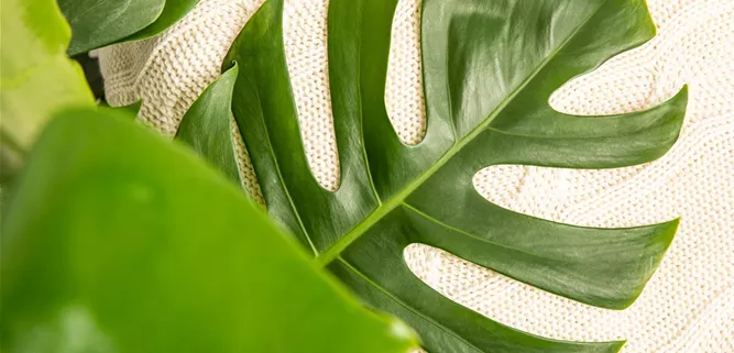 Monstera deliciosa Monstera deliciosa