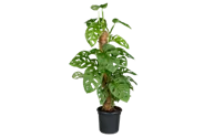 Monstera