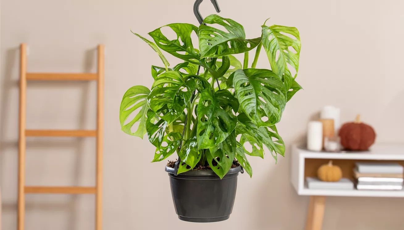 Mit einer Monstera zum grünen Dschungel Mit einer Monstera zum grünen Dschungel