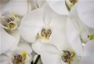 Orchidee weiß