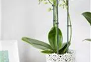 Orchidee weiß