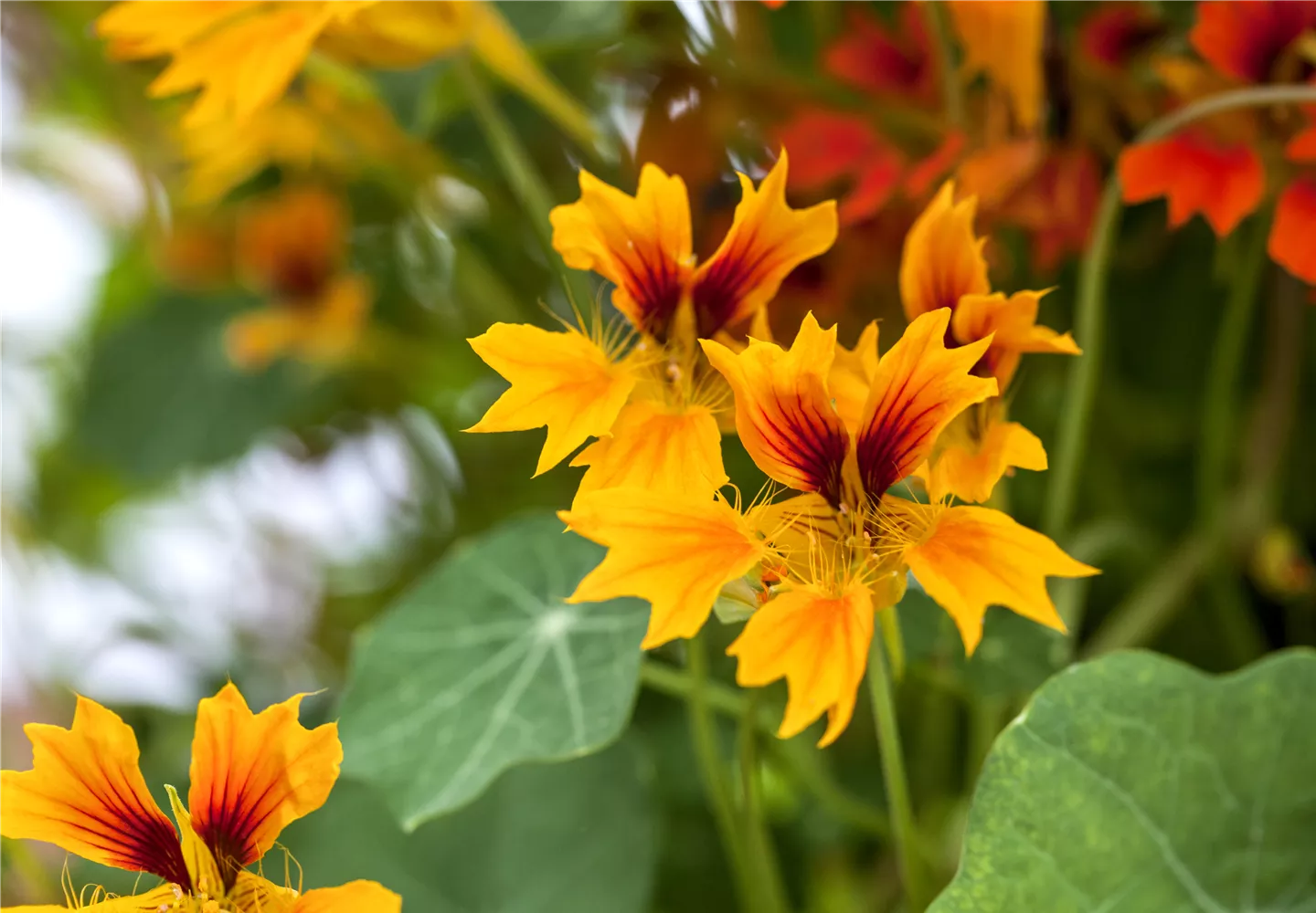 Tropaeolum majus 'Flamer Thrower Yellow' Tropaeolum majus 'Flamer Thrower Yellow'