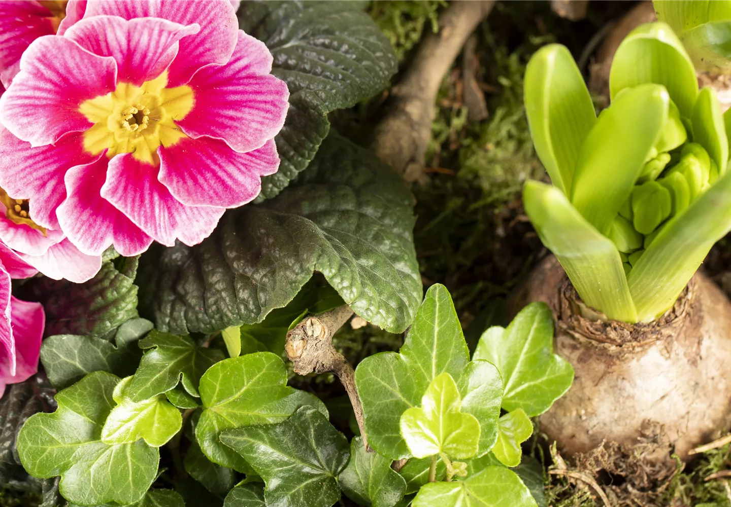 Arrangement mit Primel, Efeu und Hyazinthe Arrangement mit Primel, Efeu und Hyazinthe