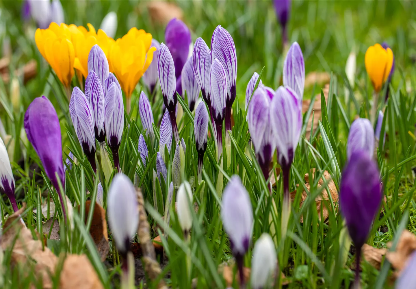 Crocus vernus, gestreift Crocus vernus, gestreift