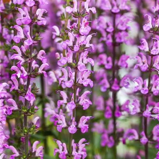 Garten-Blüten-Salbei Garten-Blüten-Salbei