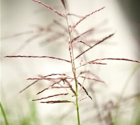Garten-Chinaschilf