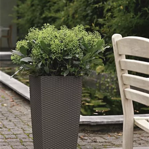 LECHUZA CUBICO Cottage 30 