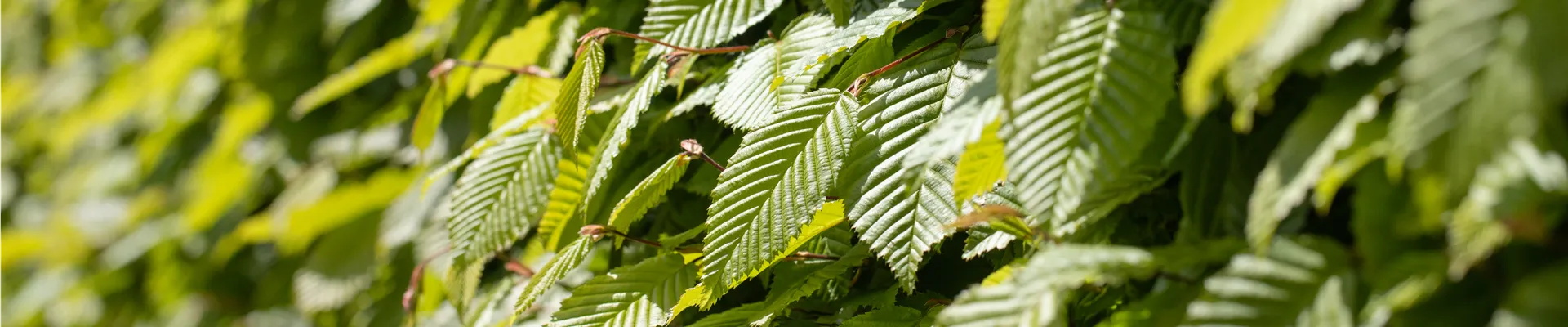 Carpinus betulus