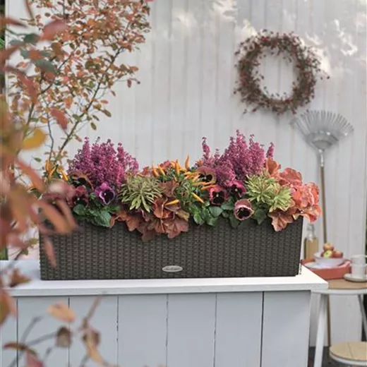 LECHUZA BALCONERA Cottage 80 